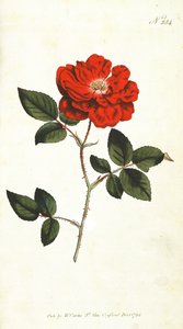 永遠に咲くバラ（Rosa Semperflorens）、William Curtis The Botanical Magazine（またはFlower Garden Display）のプレート284、パブ。 1794